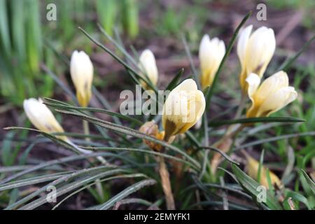 Crocus chrysanthus ‘Romance’ Crocus Romance – dwarf crocus with creamy outer petals and gold yellow inside,  February, England, UK Stock Photo