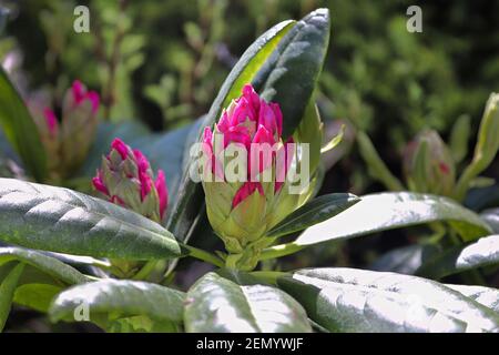 A cluster of buds on a Rhododendron shrub Stock Photo