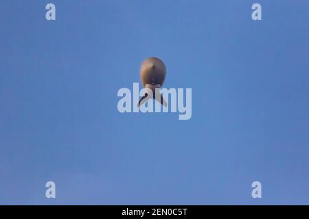 Helium-filled tethered balloon at Fort Huachuca Aerostat Radar Site to catch airborne smugglers in Huachuca Mountains, Coronado National Forest, Arizo Stock Photo