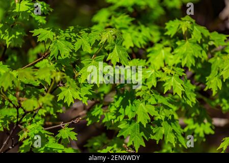 Bigtooth Maple, Acer grandidentatum, leaves in the Huachuca Mountains, Coronado National Forest, Arizona, USA Stock Photo