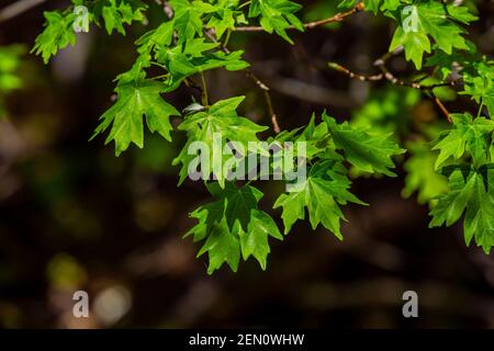 Bigtooth Maple, Acer grandidentatum, leaves in the Huachuca Mountains, Coronado National Forest, Arizona, USA Stock Photo