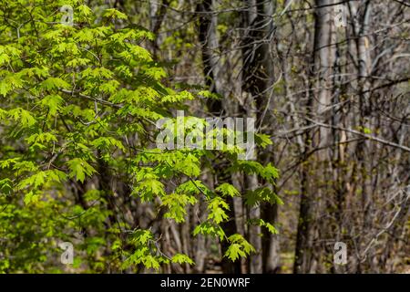 Bigtooth Maple, Acer grandidentatum, leaves in the Huachuca Mountains, Coronado National Forest, Arizona, USA Stock Photo