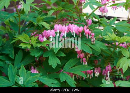 Bleeding heart plants in garden. Stock Photo