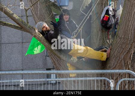 London, UK. 23rd Feb 2021. Tree-huggers Marcus Decker and 'Platform Maria' hail from a 100-year-old black poplar tree. It is the second day of “tree-sitting” at London’s York Gardens, Battersea. In a bid to save the tree from felling, three activists have occupied it. The tree was due for felling as part of the local housing regeneration scheme by the council and Taylor Whimpey Homes. Stock Photo