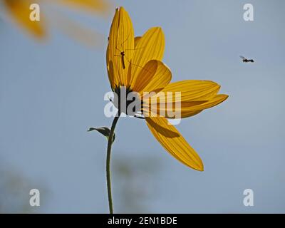 insect pollinators visiting bright golden flower of Rudbeckia hirta in cultivation in garden in full sun - Cumbria, England, UK Stock Photo