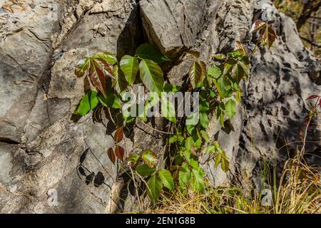 Western Poison Ivy, Toxicodendron radicans, in the Huachuca Mountains, Coronado National Forest, Arizona, USA Stock Photo