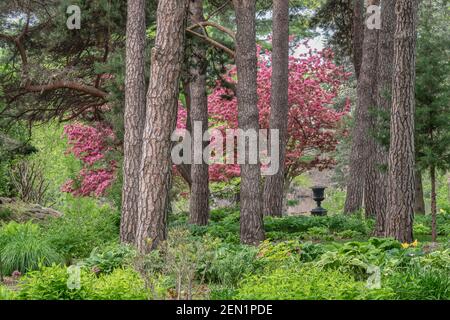 Shade garden below towering pines with a pink crabapple and urn in the background Stock Photo