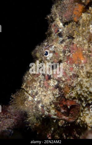 Reef Stonefish, Synanceia verrucosa, night dive, Seraya Secrets dive site, Seraya, Karangasem, Bali, Indonesia, Indian Ocean Stock Photo