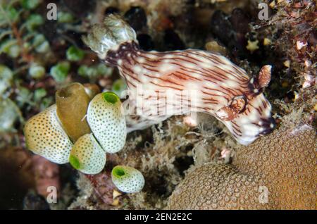 Red-lined Jorunna Nudibranch, Jorunna rubescens, by Robust Sea Squirts Tunicate, Atriolum robustum, Batuh Belah Slope dive site, Seraya, Karangasem, B Stock Photo