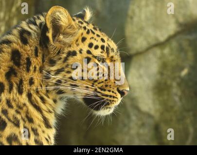 The intense stare of a leopard Stock Photo