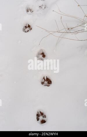 Footprints in the snow left by a dog in Santa Fe, New Mexico. Stock Photo