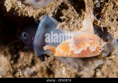 Singed Cone Shell, Conus consors, with fish prey, night dive, Seraya Secrets dive site, Seraya, Karangasem, Bali, Indonesia, Indian Ocean Stock Photo