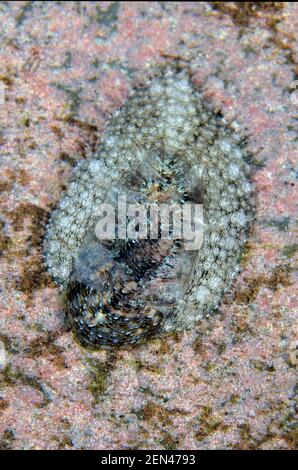 Stomatelline, Stomatella sp, on rock, night dive, Seraya Secrets dive site, Seraya, Karangasem, Bali, Indonesia, Indian Ocean Stock Photo