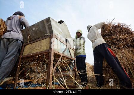 Farmers harvest on paddy fields in Japah, Blora, Central Java, on