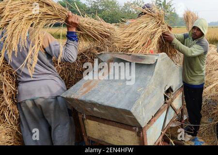 Farmers harvest on paddy fields in Japah, Blora, Central Java, on