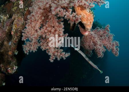 Chinese Trumpetfish, Aulostomus chinensis, by Cherry Blossom Coral, Siphonogorgia godeffroyi, Liberty Wreck dive site, Tulamben, Karangasem, Bali, Ind Stock Photo