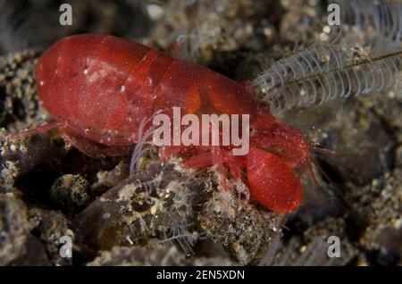 Algae-tube Snapping Shrimp, Alpheus frontalis, Bulakan Slope dive site, Seraya, Karangasem, Bali, Indonesia, Indian Ocean Stock Photo