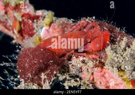 Algae-tube Snapping Shrimp, Alpheus frontalis, exiting red algae tube (Ceramium sp), Bulakan Slope dive site, Seraya, Karangasem, Bali, Indonesia, Ind Stock Photo