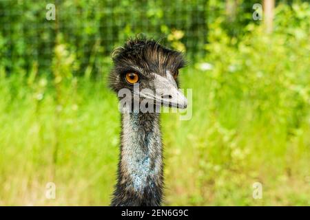 Ostrich head and neck close up on green background Stock Photo