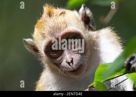 Long-tailed macaque (Macaca fascicularis) a head shot of a long tailed macaque with a natural green background Stock Photo