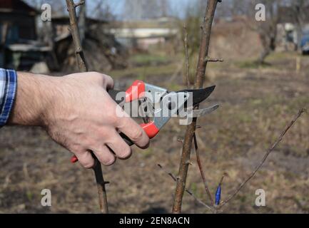 A gardener is cutting apple tree branches of a young fruit tree using sharp pruning shears in the orchard in spring. Stock Photo