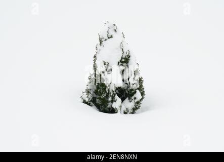 Small thuja, evergreen tree covered with heavy snow. Winter care of arborvitae, so that snow does not harm thuja branches. Stock Photo
