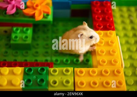 cute hamster looking outside at a toy block base Stock Photo