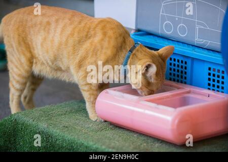 Homeless cat eats dry food from plate on street. Close up of stray cat eating useful pet food. Concept of animal care. Stock Photo