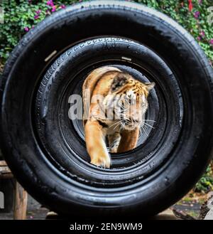 Guangdong tigers hi-res stock photography and images - Alamy