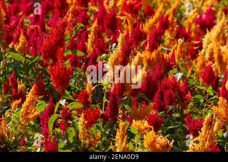 photo of colorful celosia flower in the garden Stock Photo