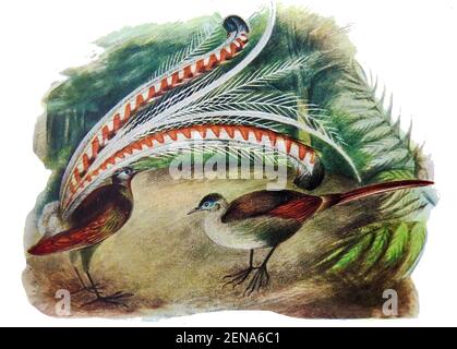 An early coloured illustration of Australian  Superb Lyre Birds (Menura superba  or superb lyrebird)  (males and females), the male displaying his elaborate tail to the female. 15 million year old fossils have been found of extinct  lyrebirds from the Early Miocene period  at the famous Riversleigh site Stock Photo