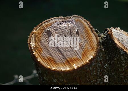 Sawn trees as waste or firewood stored sideways photographed in spring in Bavaria Stock Photo