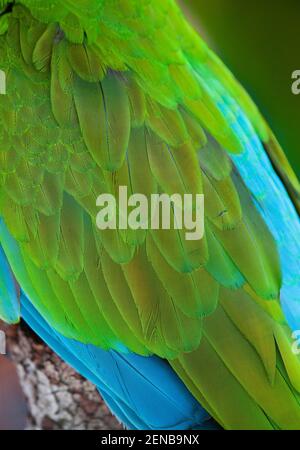 Military macaw (Ara militaris) feather detail. Native to Central and South America. Captive Stock Photo