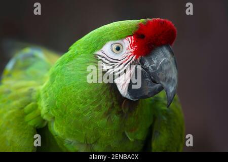 Military macaw (Ara militaris) Native to Central and South America. Captive Stock Photo