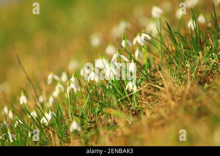 Snowdrops on meadow in springtime Stock Photo