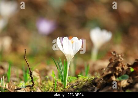 White crocus flowers, spring flowering plants on meadow Stock Photo