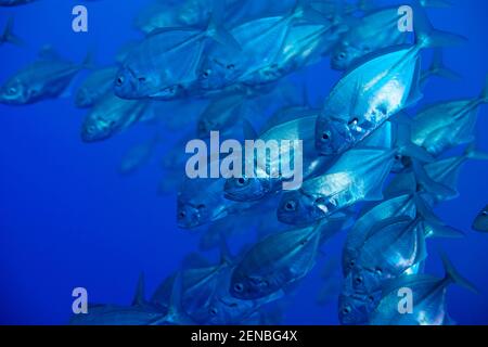 School of Caranx fishes swim close to the camera Stock Photo