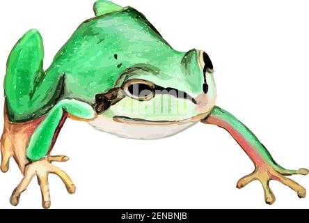 Hand drawn watercolor colorful illustration of crawling green frog with outstretched hands isolated on white background. Stock Vector