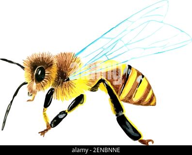 Hand drawn watercolor colorful illustration of wasp isolated on white background. Stock Vector