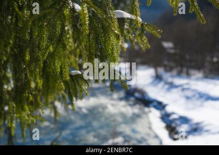 Beautiful evergreen fir pine tree hanging branches at snowy winter nature forest background at sunny day Stock Photo