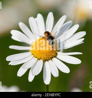detail of fly sitting on white flower of common daisy Stock Photo