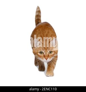 Crouching red cat on Isolated white background, front view Stock Photo