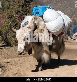 White Yak - bos grunniens or bos mutus - on the way to Everest base camp and mount Pumo ri - Nepal Stock Photo