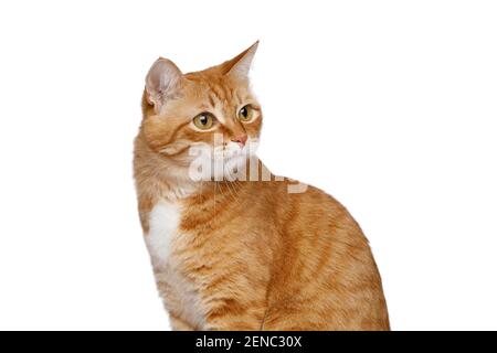 Portrait of Satisfied Red Cat, looking back on Isolated white background, side view Stock Photo