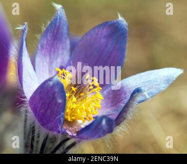 view of beautiful blue flower of pasqueflower on the meadow Stock Photo
