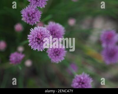 Blooming purple chives in the garden. Spring awakening. Overhead view. Stock Photo