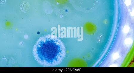 Colonies of microorganisms in a petri dish Stock Photo