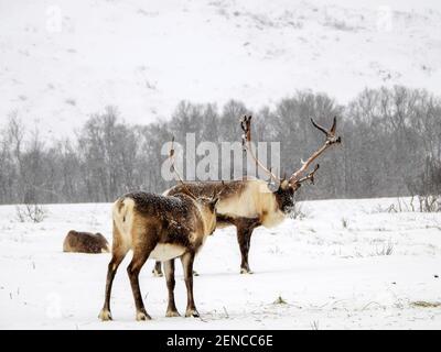 Das Ren oder Rentier (Rangifer tarandus) ist eine Säugetierart aus der Familie der Hirsche (Cervidae). Stock Photo