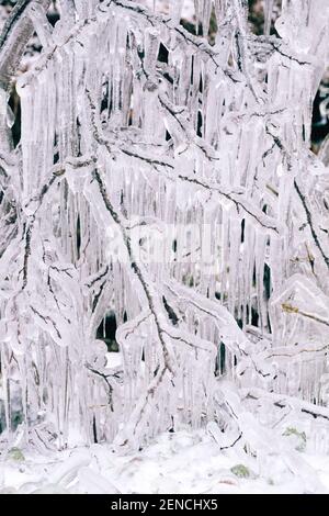 Vereister Baum im Winter, Detail, Aeste Stock Photo