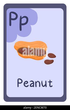 Colorful abc education flash card, Letter P - peanut, seed with shell. Alphabet vector illustration with food, fruits and vegetables. School, study, learning concept. Stock Vector